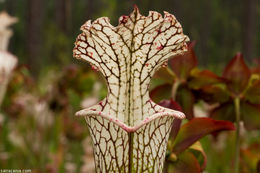 Image of crimson pitcherplant