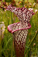 Image of crimson pitcherplant