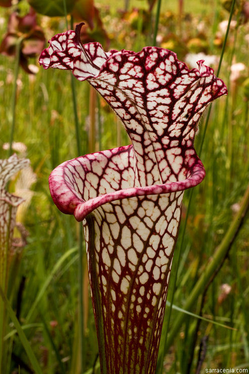 Image of crimson pitcherplant