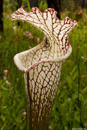 Image of crimson pitcherplant