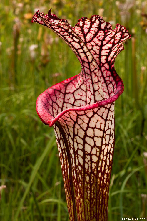 Image of crimson pitcherplant