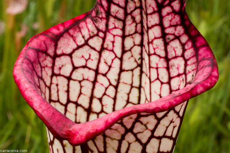 Image of crimson pitcherplant