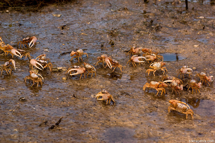 Image of Atlantic sand fiddler