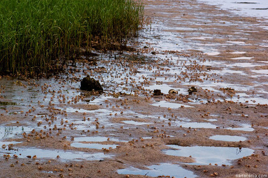 Image of Atlantic sand fiddler