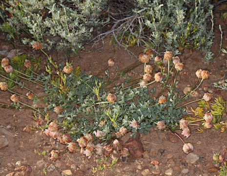 Слика од Trifolium lemmonii S. Watson