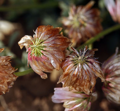 Слика од Trifolium lemmonii S. Watson