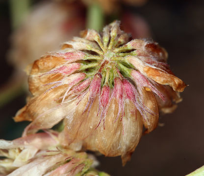 Слика од Trifolium lemmonii S. Watson