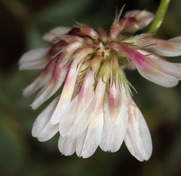 Слика од Trifolium lemmonii S. Watson