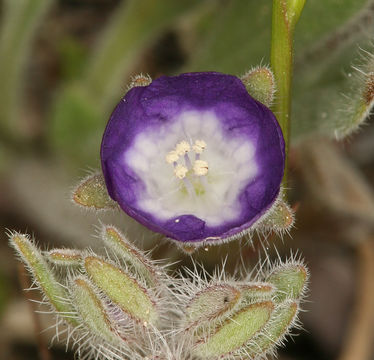 Image de Phacelia curvipes Torr. ex S. Wats.