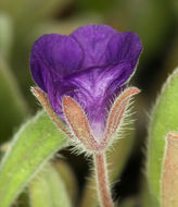 Image de Phacelia curvipes Torr. ex S. Wats.