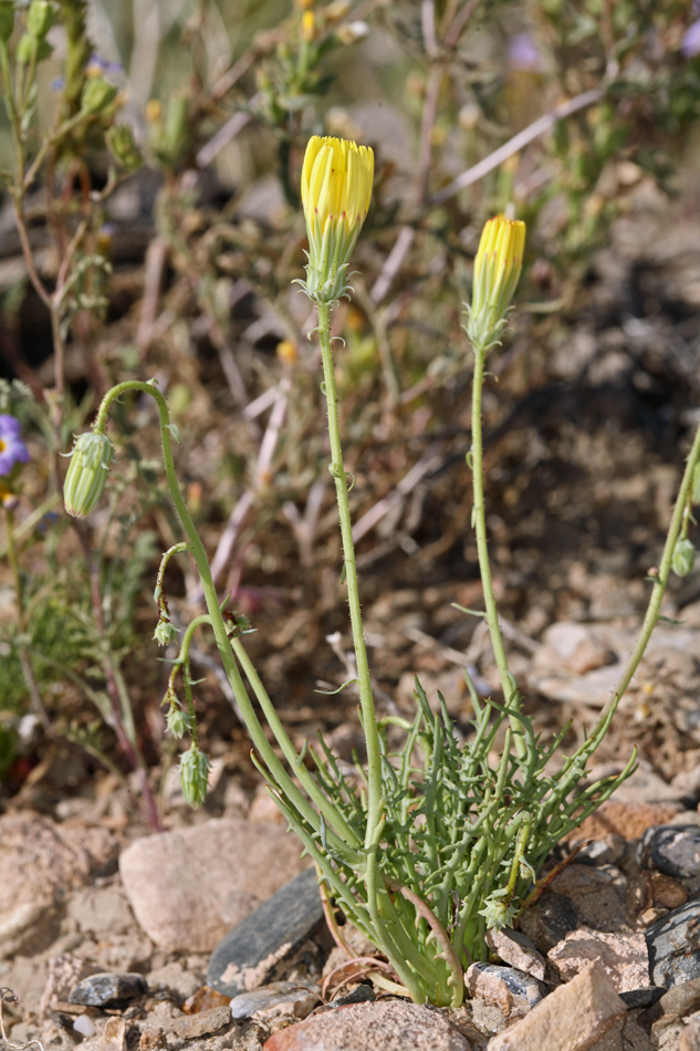 Imagem de Calycoseris parryi A. Gray