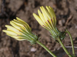 Imagem de Calycoseris parryi A. Gray