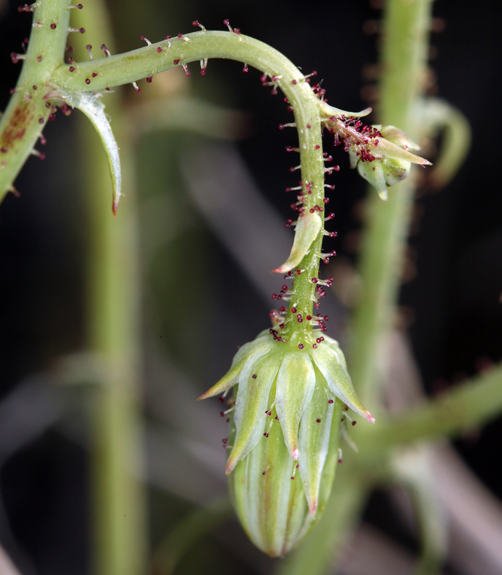 Imagem de Calycoseris parryi A. Gray