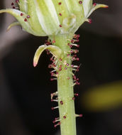 Imagem de Calycoseris parryi A. Gray