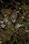 Sivun Papilio eurymedon Lucas 1852 kuva