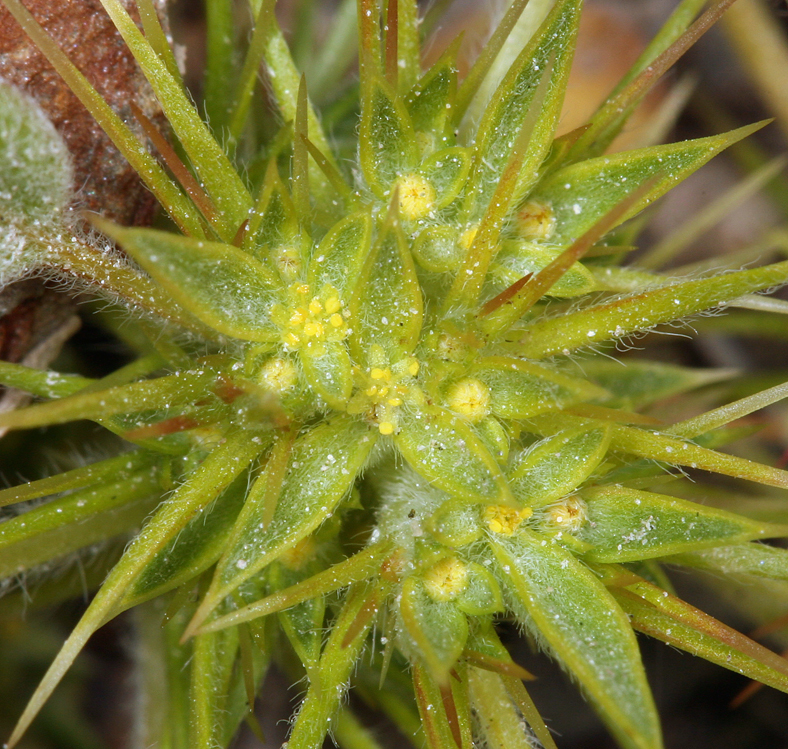 Слика од Chorizanthe rigida (Torr.) Torr. & Gray