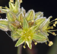 Image of desert trumpet