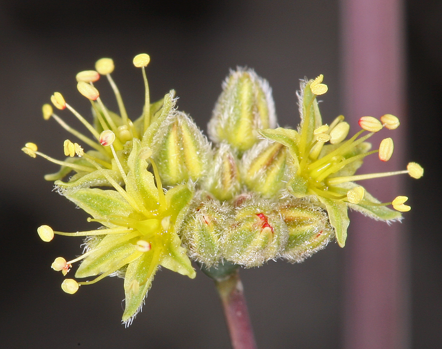 Image of desert trumpet