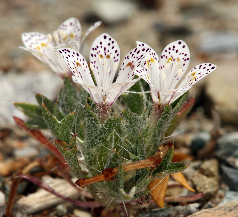 Image of Great Basin langloisia