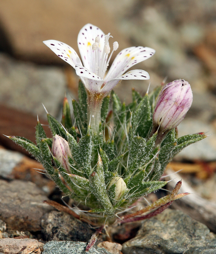 Image of Great Basin langloisia