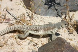 Image of Northern Desert Iguana