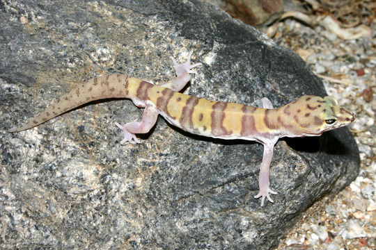 Image of Western Banded Gecko