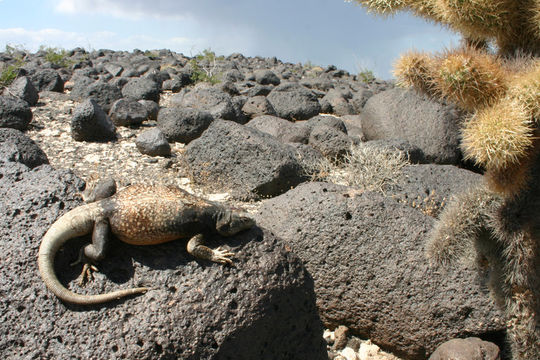 Sivun Chuckwalla kuva