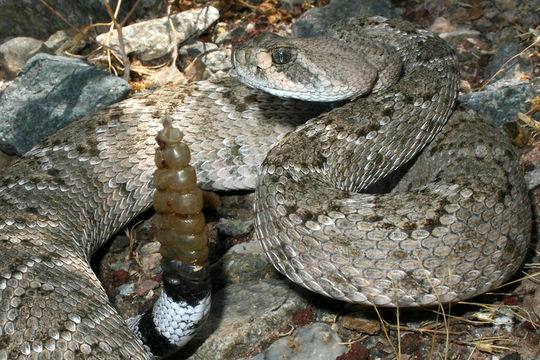 Image de Crotalus atrox Baird & Girard 1853