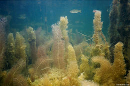 Image of Florida Yellow Bladderwort