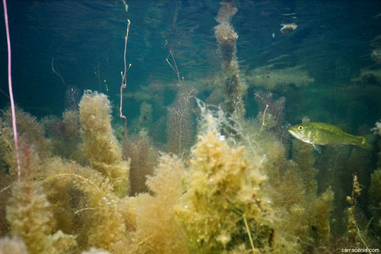 Image de Utricularia floridana Nash