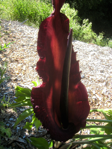 Image of Dragon Lily