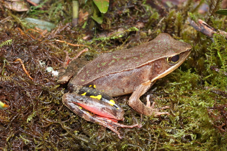 Image of Warszewitsch's Frog