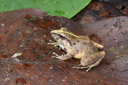 Image of Fitzinger's Robber Frog