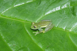 Image of emerald glass frog