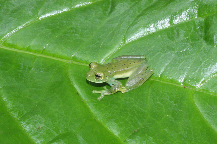 Image of emerald glass frog