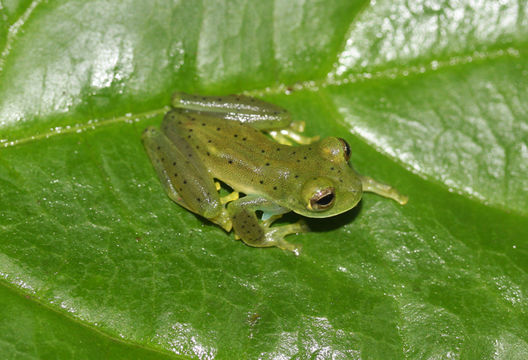 Image of emerald glass frog