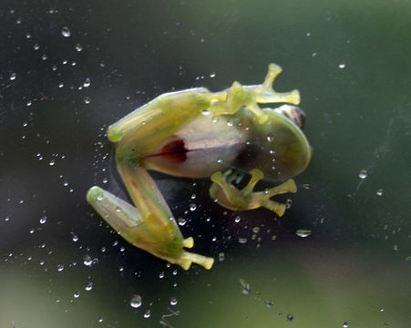 Image of emerald glass frog