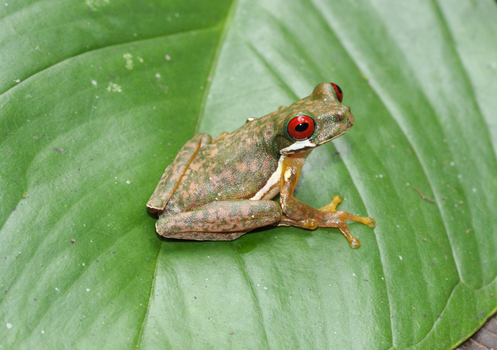 Image of Brook frog