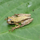 Image of Meadow Treefrog