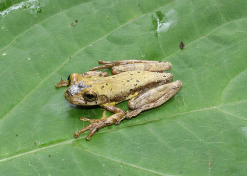 صورة Isthmohyla pseudopuma (Günther 1901)