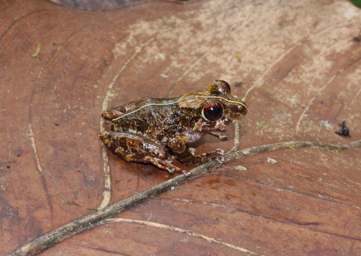 Image of Chiriqui Robber Frog