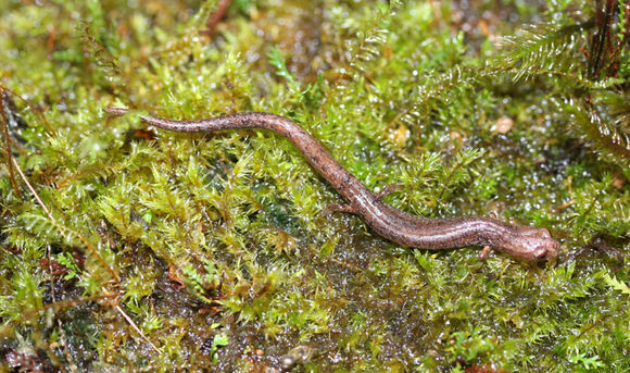 Image of Monteverde Moss Salamander