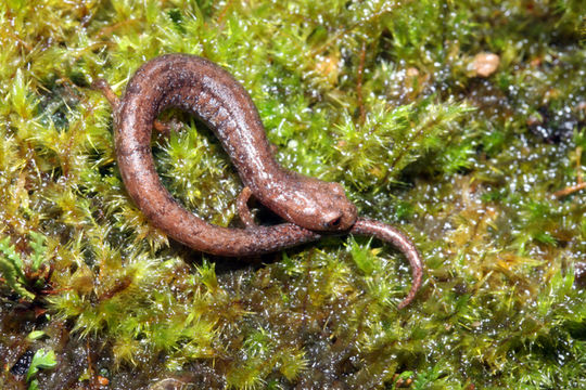 Image of Monteverde Moss Salamander