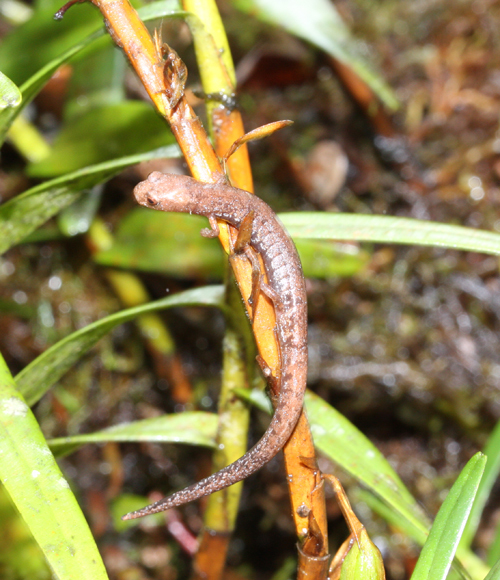 Image of Monteverde Moss Salamander