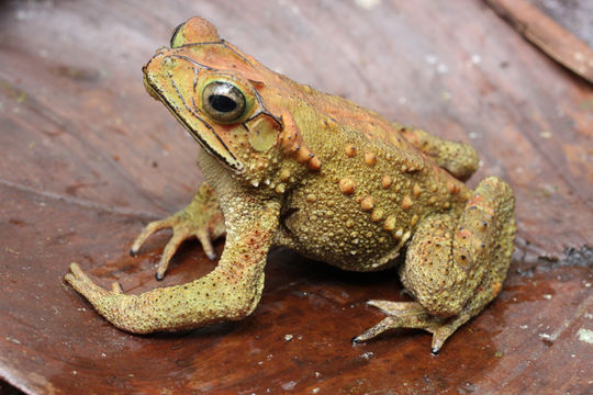 Image of Evergreen Toad