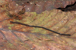 Image of Cienega Colorado Worm Salamander