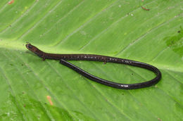 Image of Cienega Colorado Worm Salamander