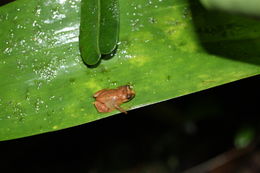 Image of Montane Dink Frog