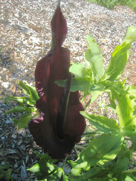 Imagem de Dracunculus vulgaris Schott