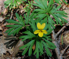 Viola sheltonii Torr.的圖片